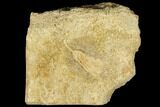 Fossil Crinoid (Fifocrinus) - Alabama #114399-1